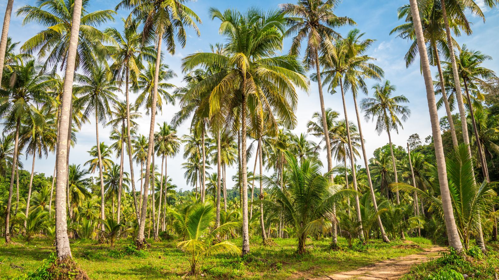 A shot of a large field of fruit-bearing plants in a well lit area outdoors