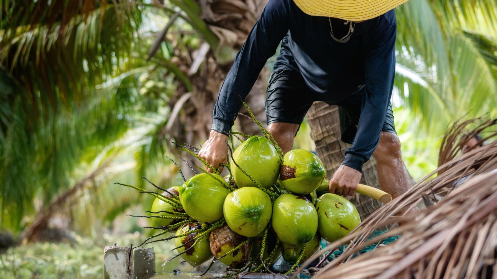 A shot of a person holding a cluster of freshly harvested stone fruits in a well lit area