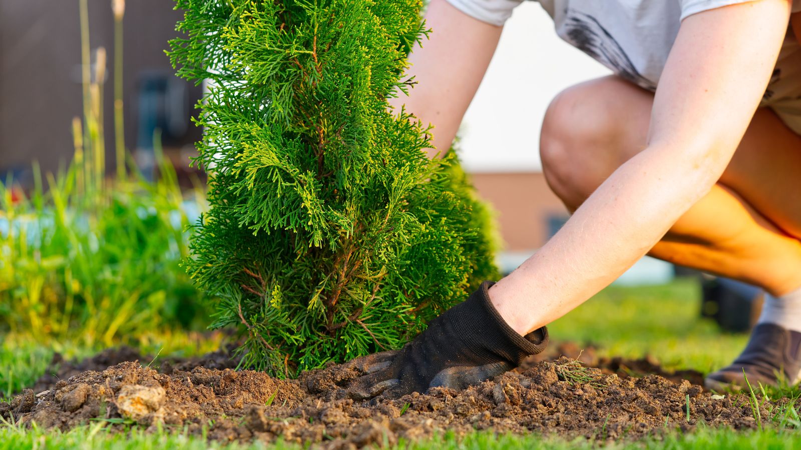 A shot of a person in the process of maintaining a developing sapling in a well lit area outdoors