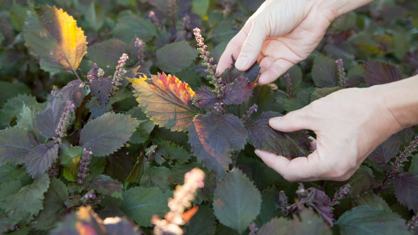 A shot of a person in the process of pinching and inspecting plants in a well lit area