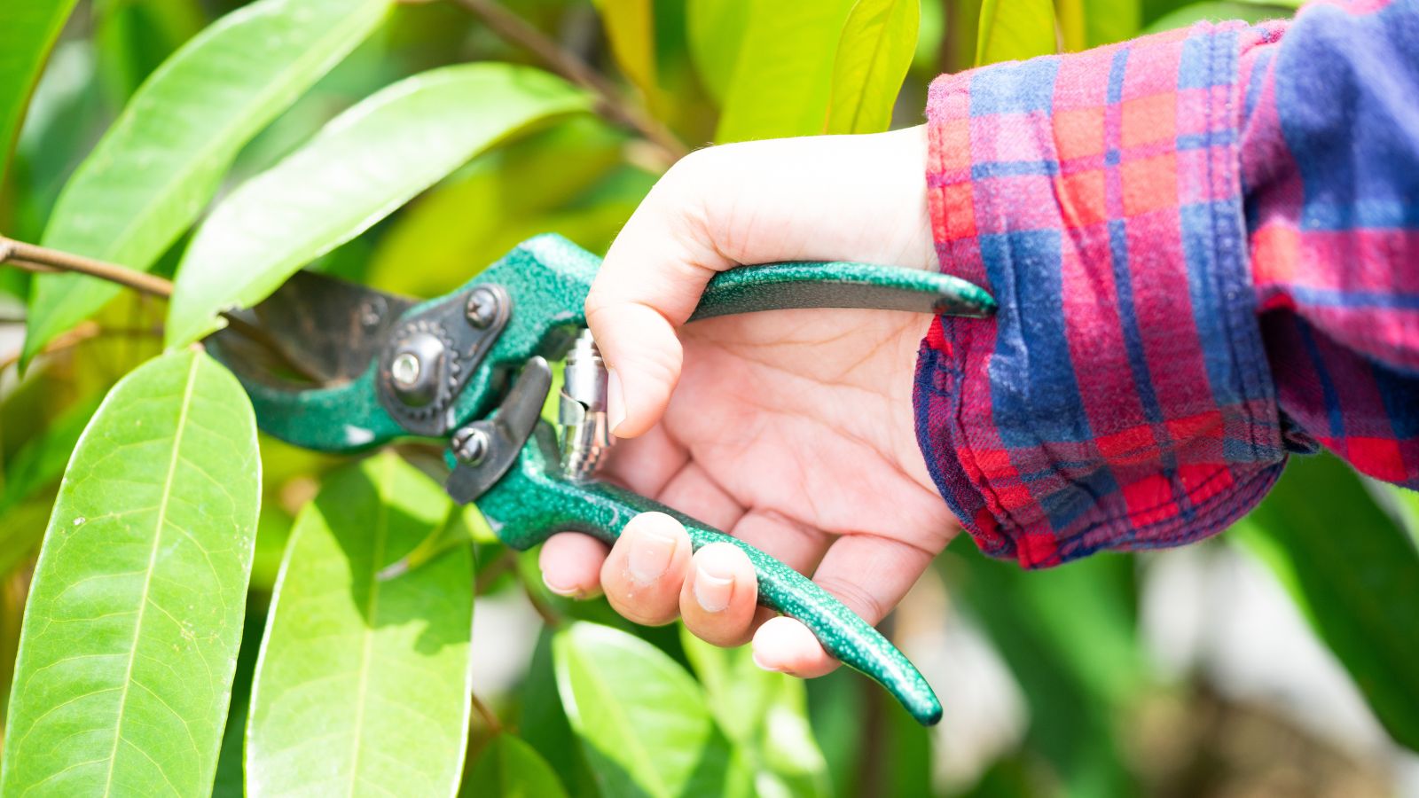 A shot of a person in the process of pruning a plant with a hand pruner in a well lit area