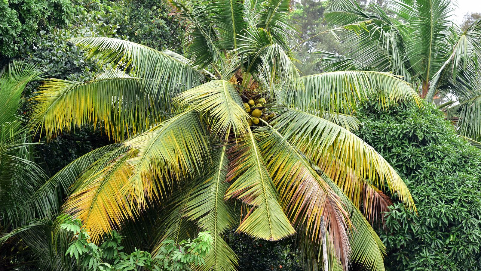 A shot of a plant with yellowing leaves outdoors