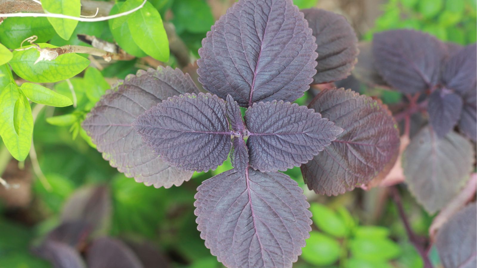 A shot of a red-purple colored perilla plant in a well lit area outdoors
