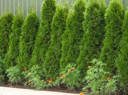 A shot of a row of saplings near a fence, with several developing flowers underneath them, showcasing what to plant under cedar trees
