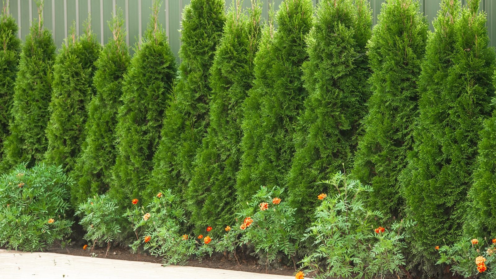 A shot of a row of saplings near a fence, with several developing flowers underneath them, showcasing what to plant under cedar trees