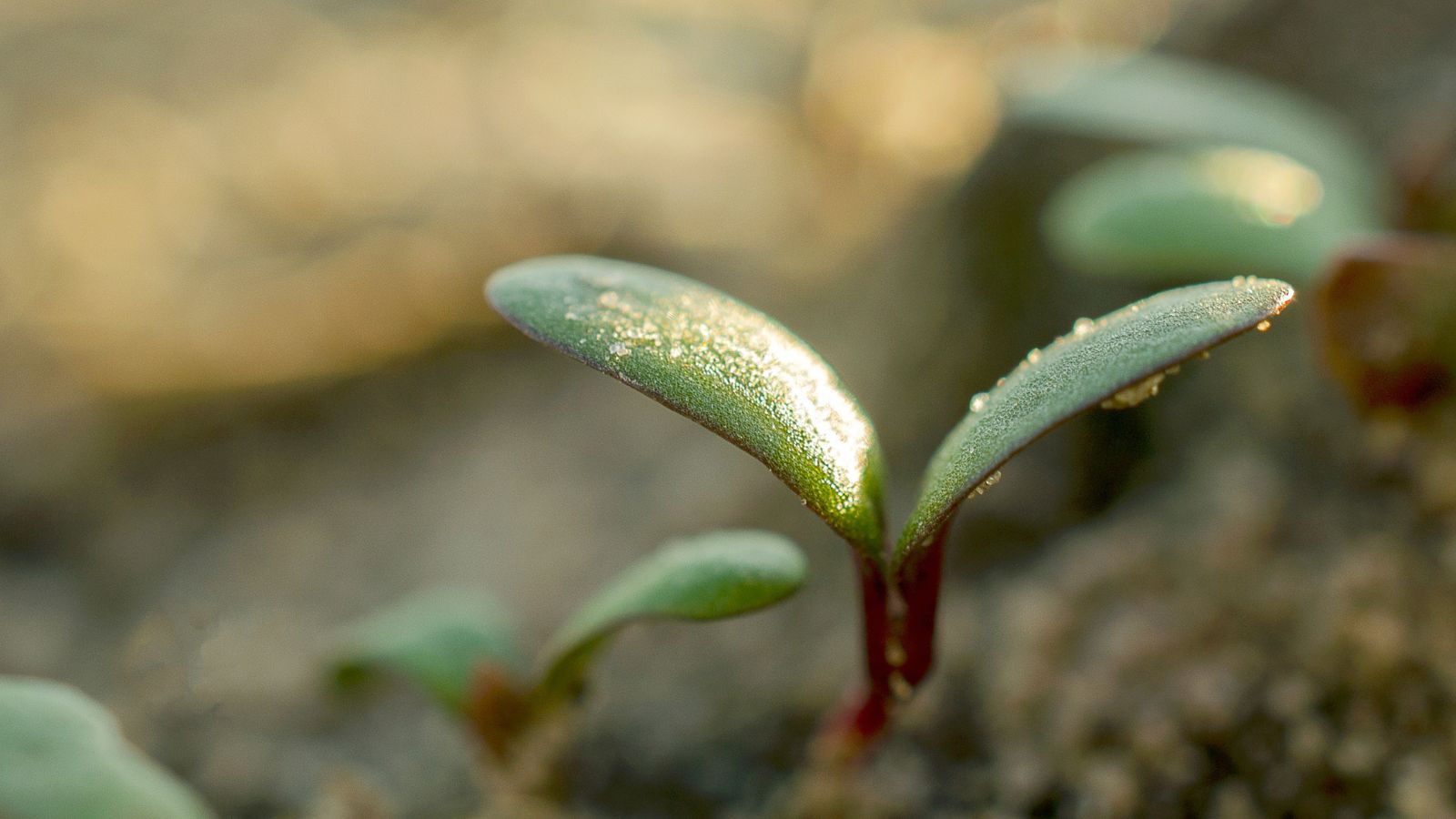 A shot of a seedling of a perennial legume in a well lit area