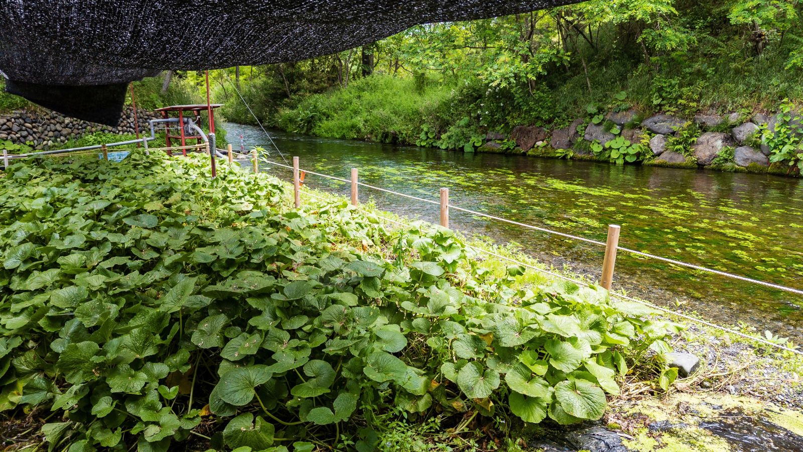 A shot of a small field of shaded and developing root crops alongside a flowing river outdoors