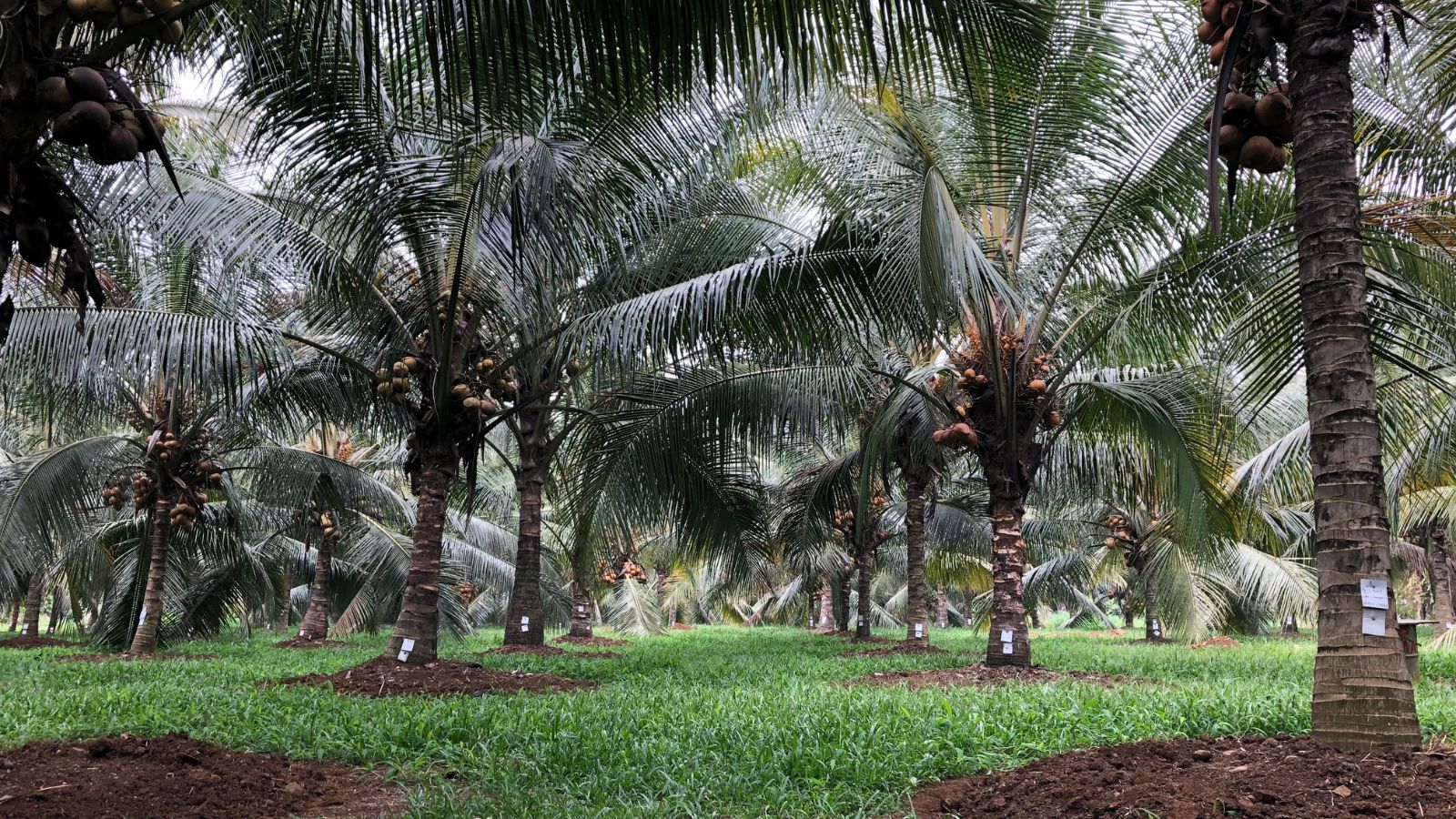 A shot of a dwarf variety of a fruit-bearing plant situated in a well lit area outdoors