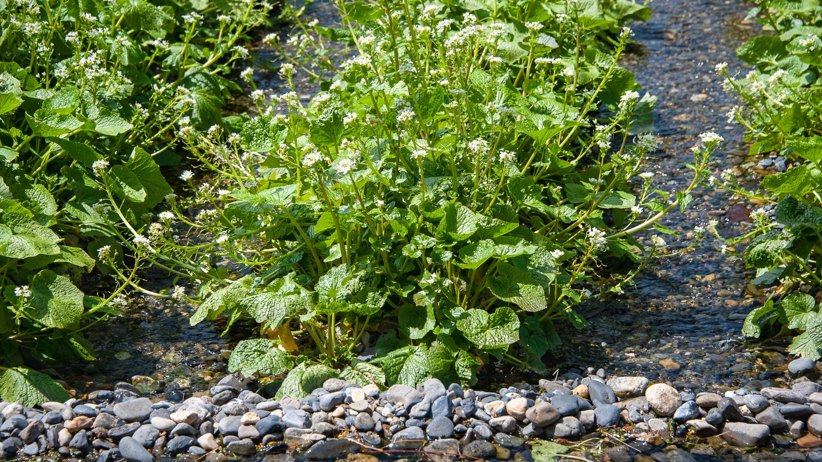 A shot of developing crops alongside running water outdoors