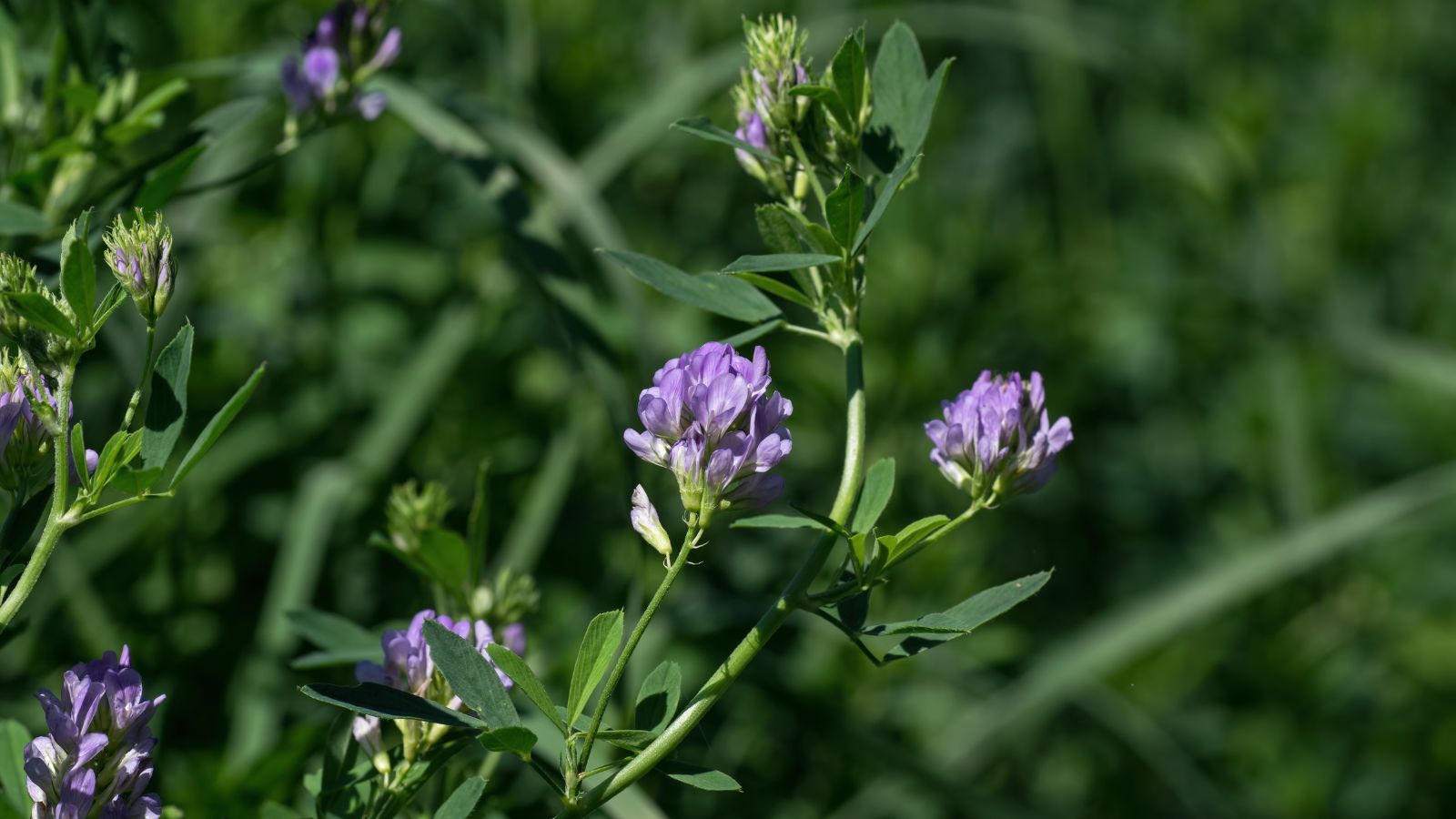 A shot of developing leaves and flowers of a perennial legume in a well lit area outdoors