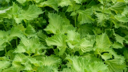 A shot of green leaves of a perilla plant