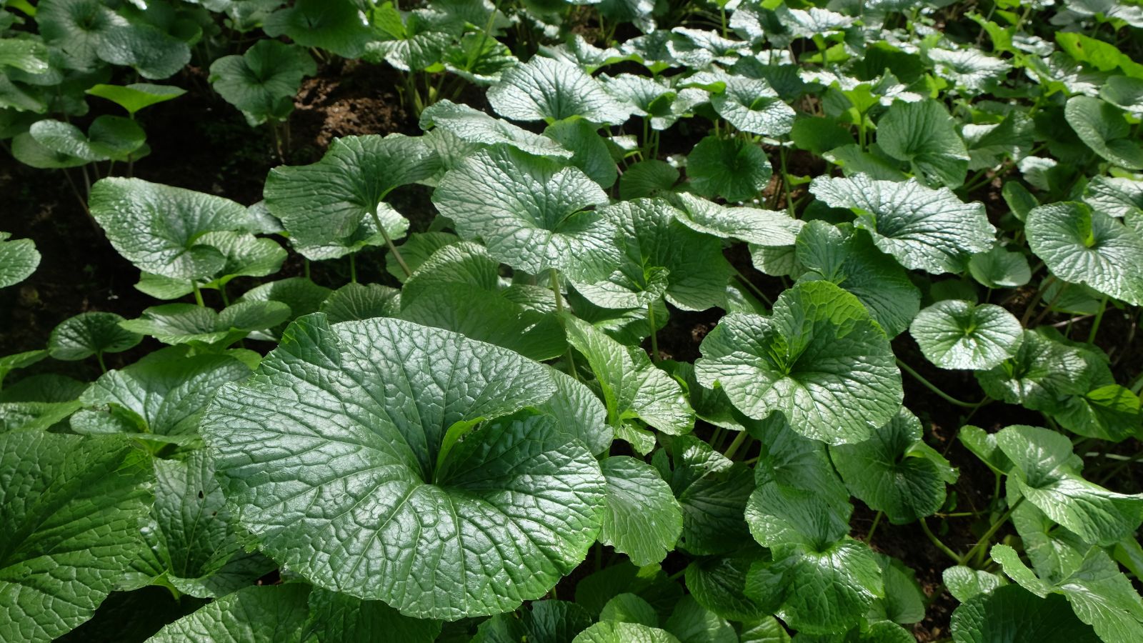 A shot of heart-shaped leaves of developing root crops outdoors