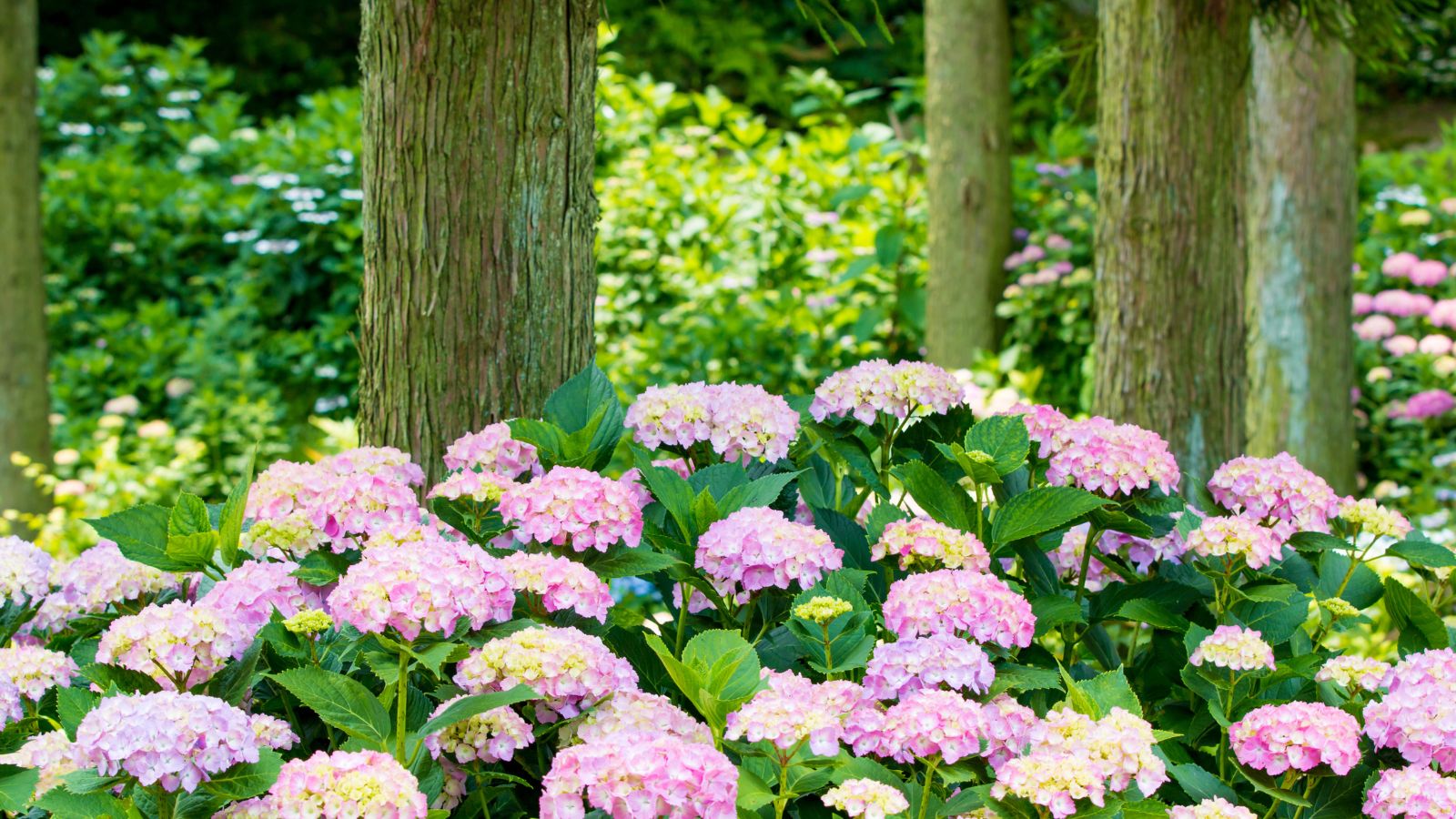 A shot of hydrangea flowers under a large sapling in a well lit area outdoors
