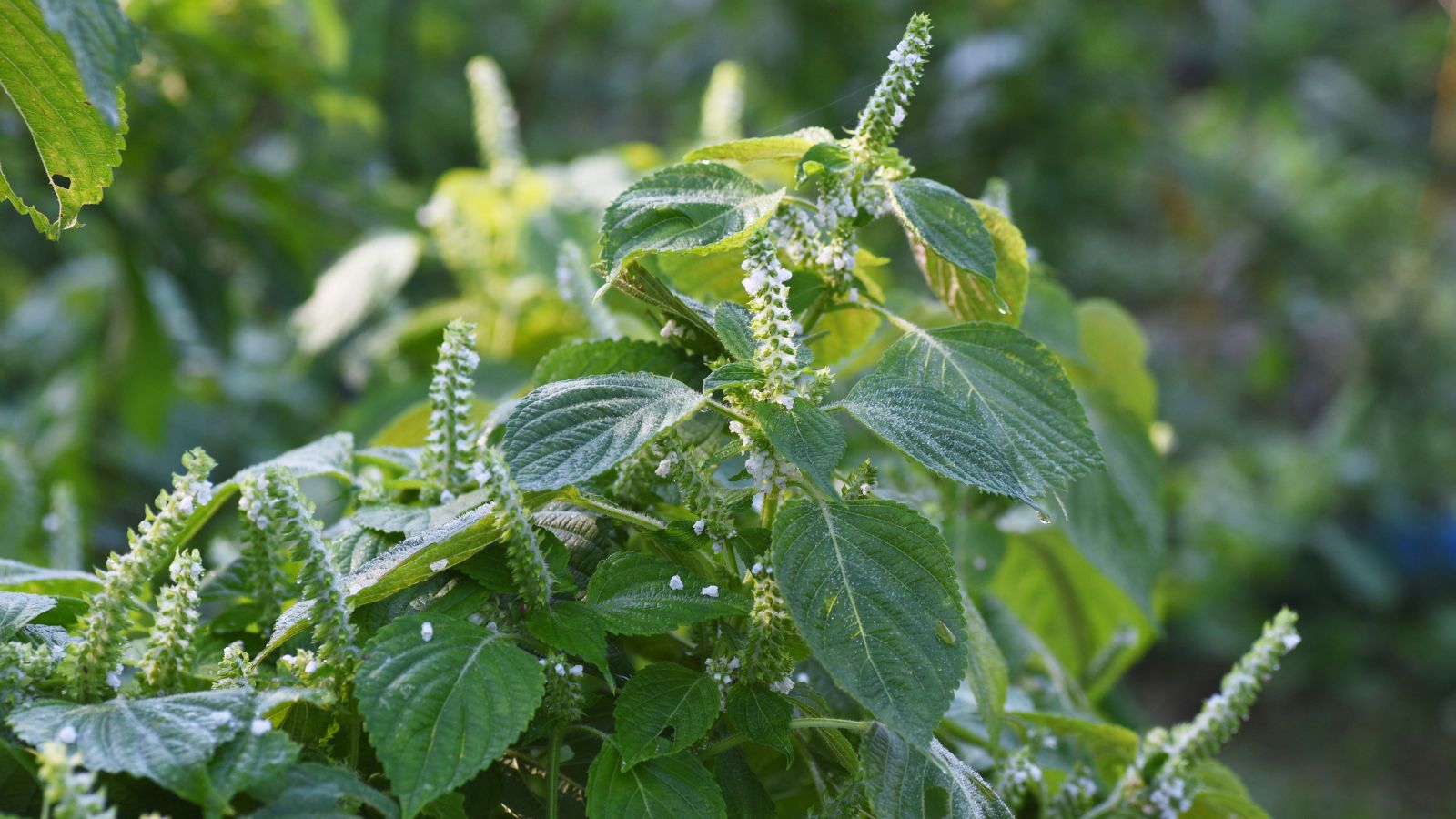 A shot of leaves and flowers of a perilla plant in a well lit area outdoors
