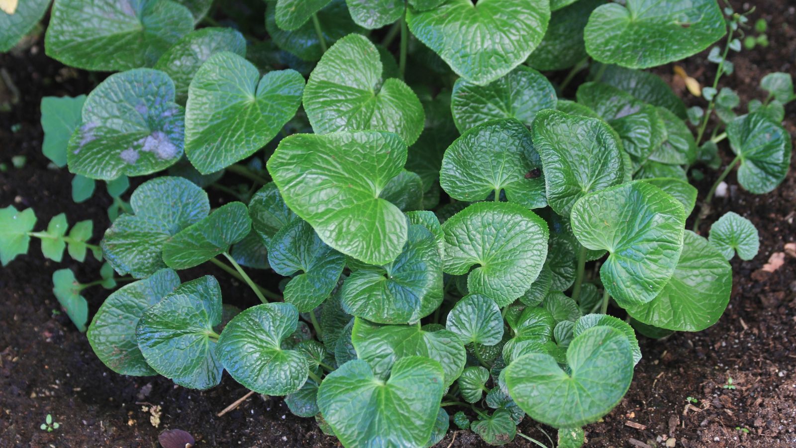A shot of leaves of a developing root crop in a well lit area oiutdoors