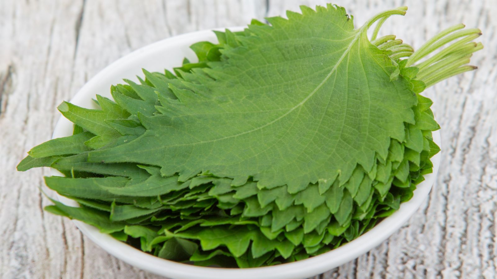 A shot of leaves of a perilla plant on a ceramic plate indoors