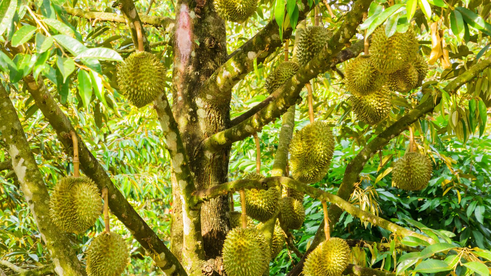A shot of several developing fruits of a large fruit-bearing plant basking in bright sunlight outdoors