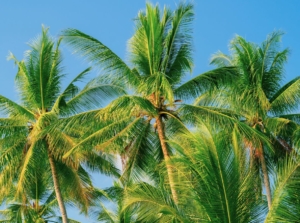 A shot of several developing large plants called coconut tree