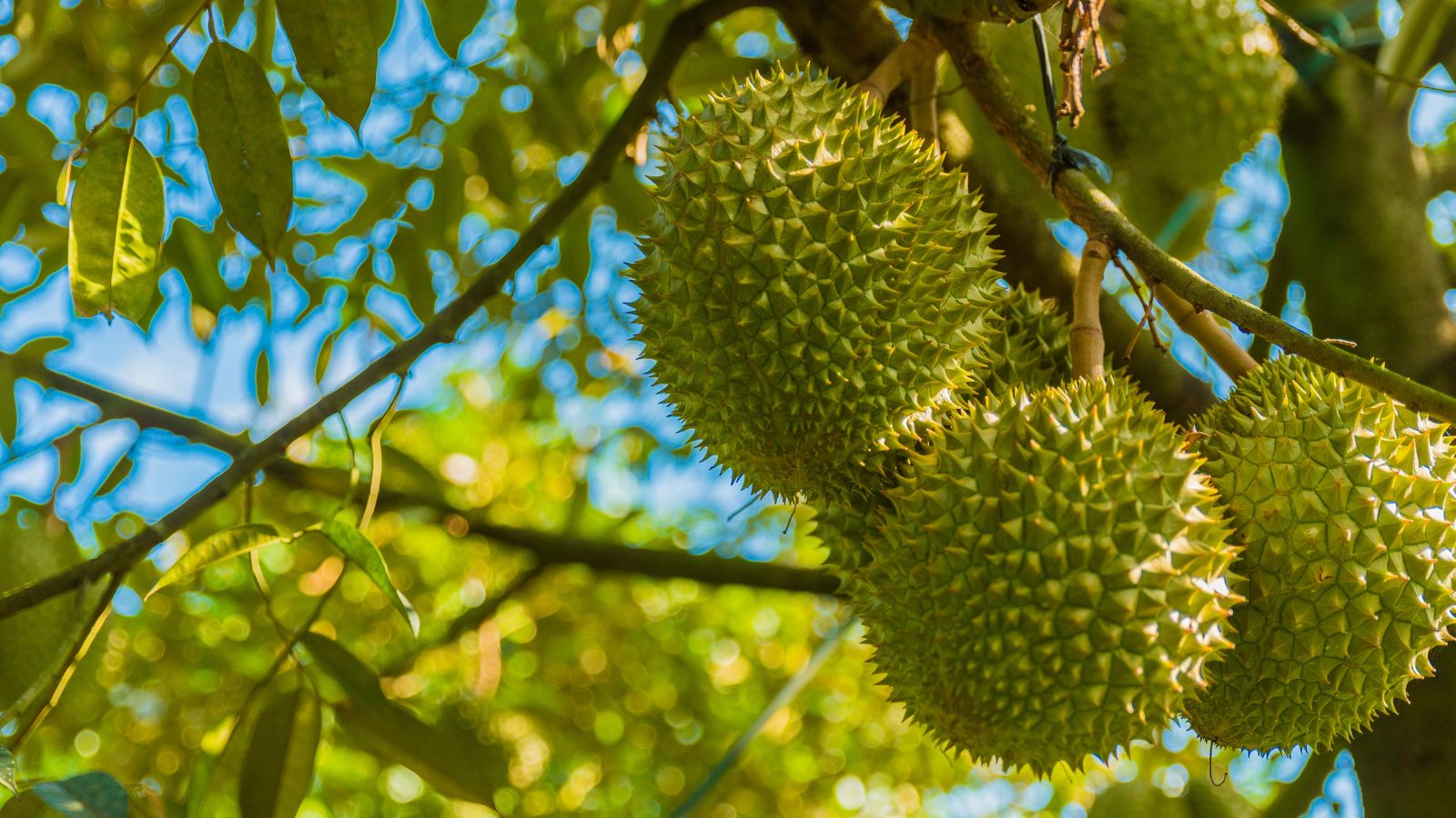 A shot of several developing spiky fruits of a large plant in a well lit area outdoors