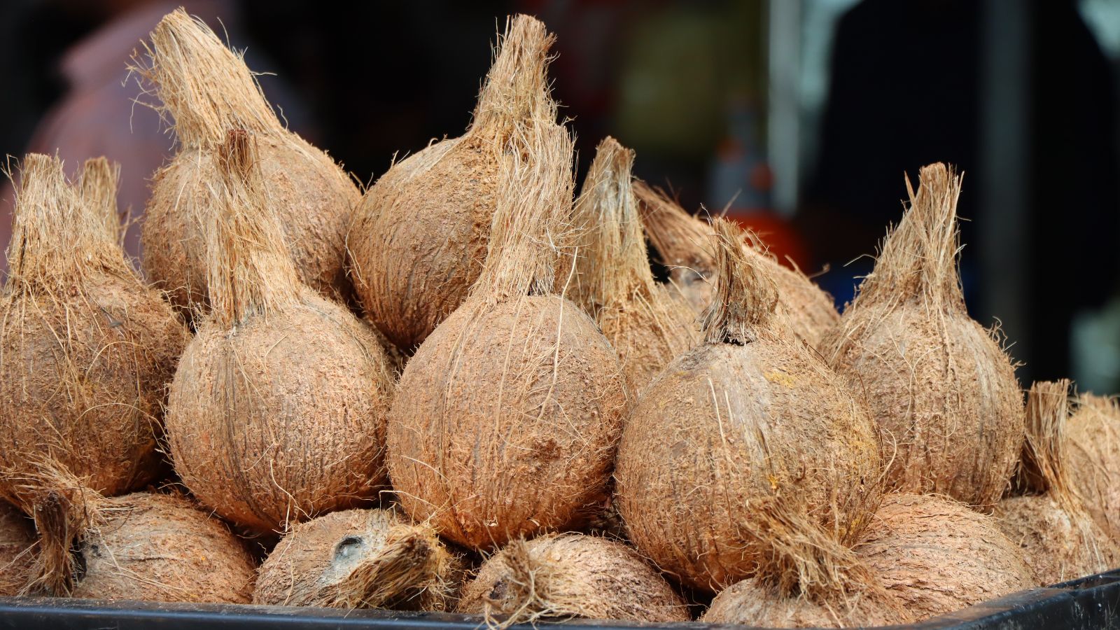A shot of several harvested stone fruits