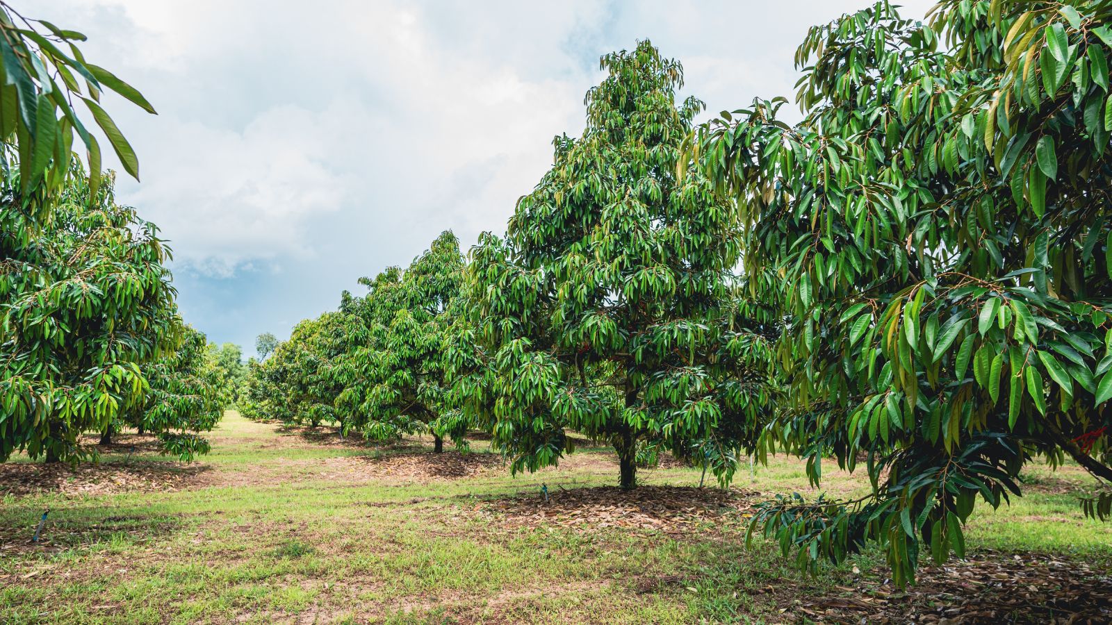 A shot of several rows of developing fruit-bearing plants in a large yard area outdoors