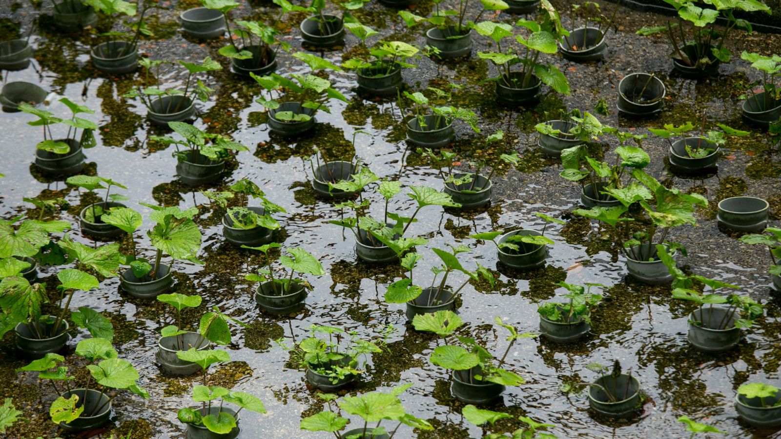 A shot of several seedlings of a root crop in a water garden