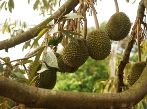 A shot of spiky fruits and branches of the durian tree