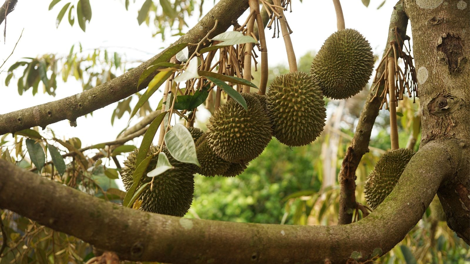 A shot of spiky fruits and branches of the durian tree