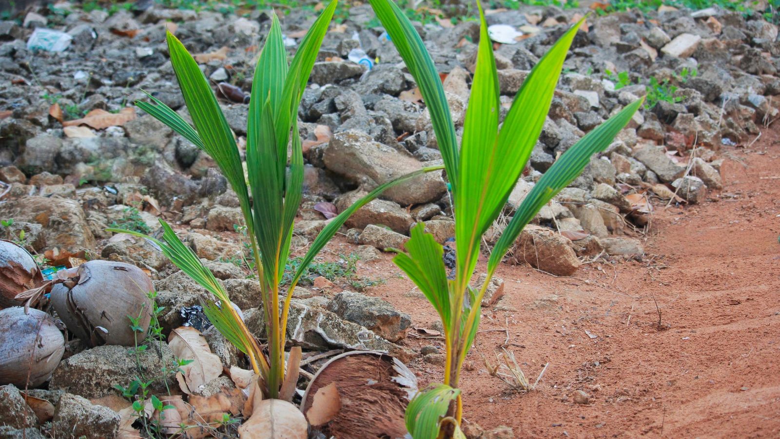 A shot of two developing saplings of a large plant outdoors
