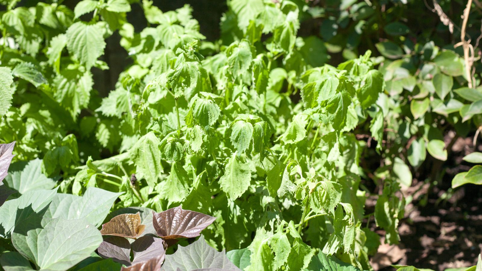A shot of wilting leaves of a perilla plant in a well lit area outdoors