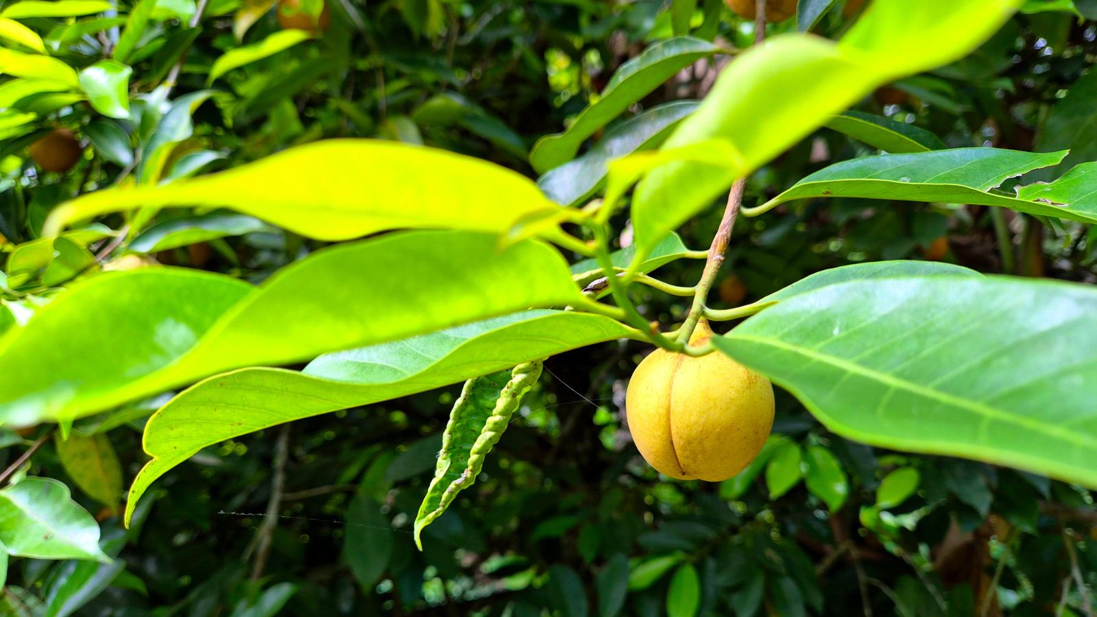 A yellow Myristica fragrans appearing round while dangling from a woody branch with long and broad leaves that have a green color