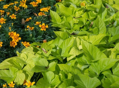 An overhead and close-up shot of several intercropped plants, showcasing sweet potato companion plants
