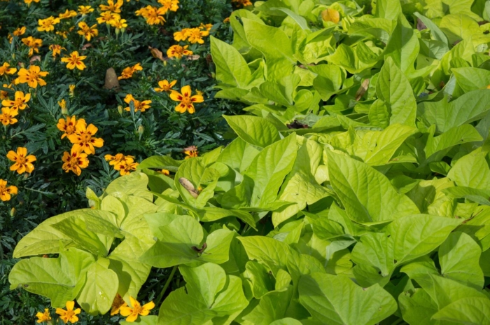 An overhead and close-up shot of several intercropped plants, showcasing sweet potato companion plants