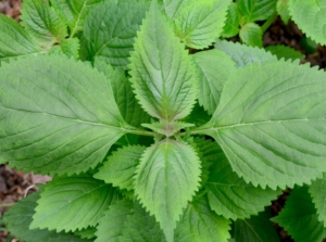 An overhead shot of a developing shiso plant