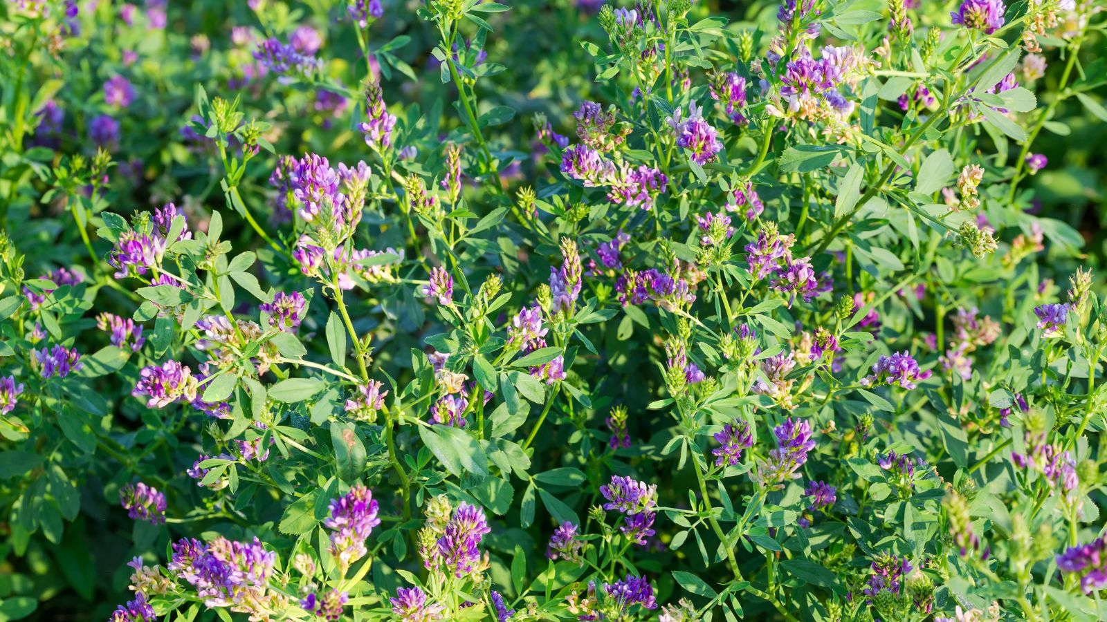 An overhead shot of leaves and flowers basking in bright sunlight outdoors
