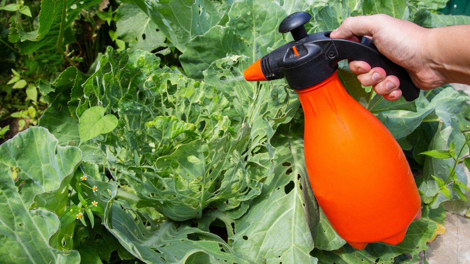 A person wearing gardening gloves holds a small orange container while tending to large, leafy plants with thick green stems and wrinkled, curled leaves.