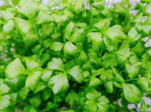 Bright and vivid celery microgreens with leaves that look fluffy viewed from above