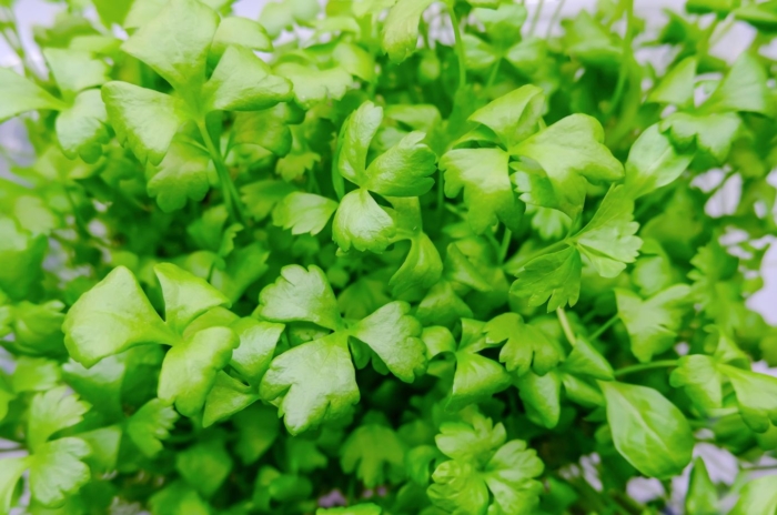 Bright and vivid celery microgreens with leaves that look fluffy viewed from above