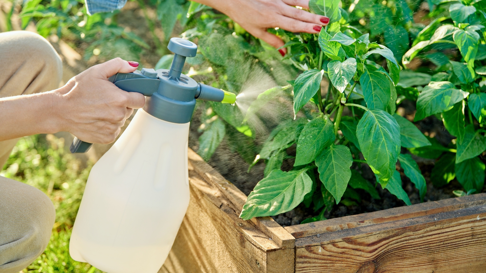 A translucent bottle with a black handle is being held near a raised garden bed filled with leafy green plants, next to a wooden frame and flourishing vegetables.