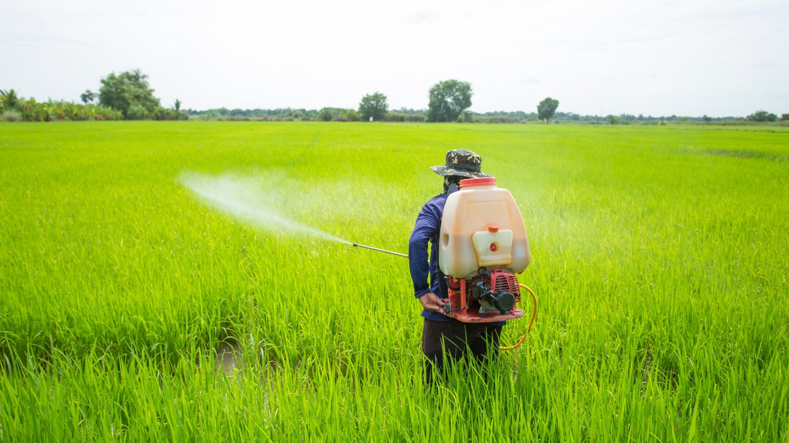A person in protective clothing walks through a vast green field, using a backpack tank with a long hose to apply liquid to the lush, healthy rows of plants.