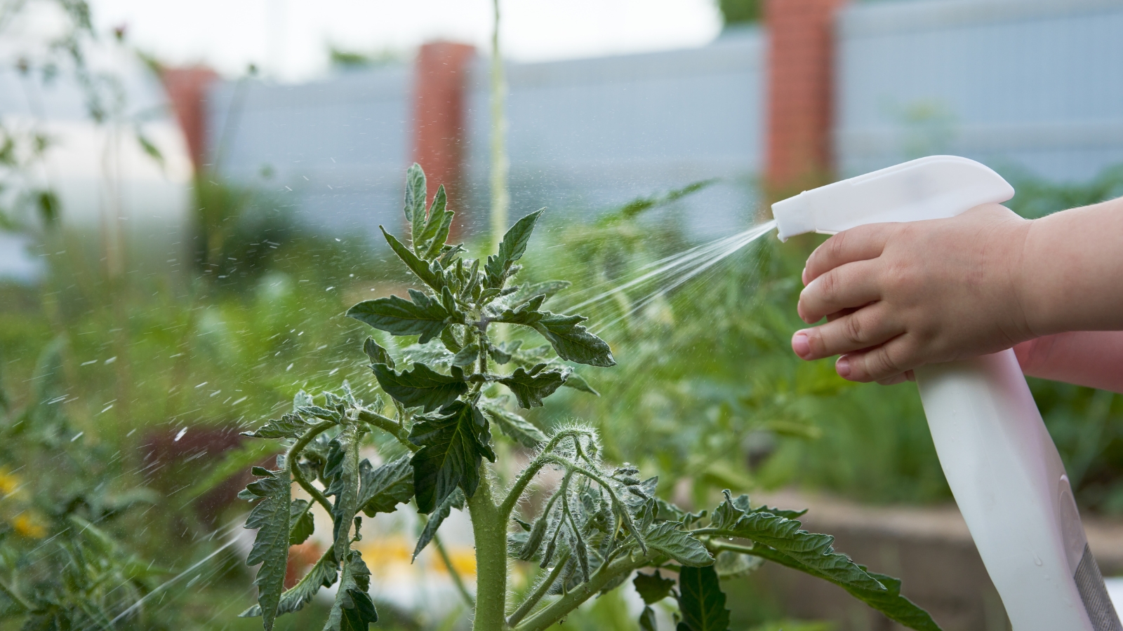 A person holds a tube-like device pointed at a tall, spiky green plant with tiny white flowers, in front of a blurred background of a fence and a building.