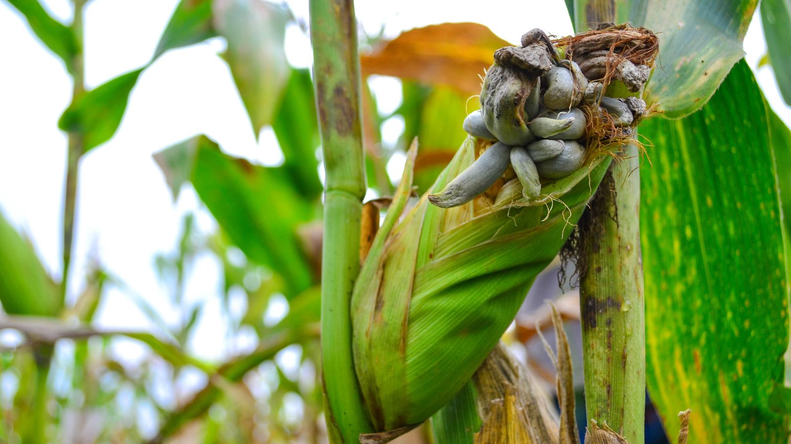 Galls forming on a Zea mays plant because of fungal infection, with the crop still in the husk on the plant with a bright green color surrounded by other crops
