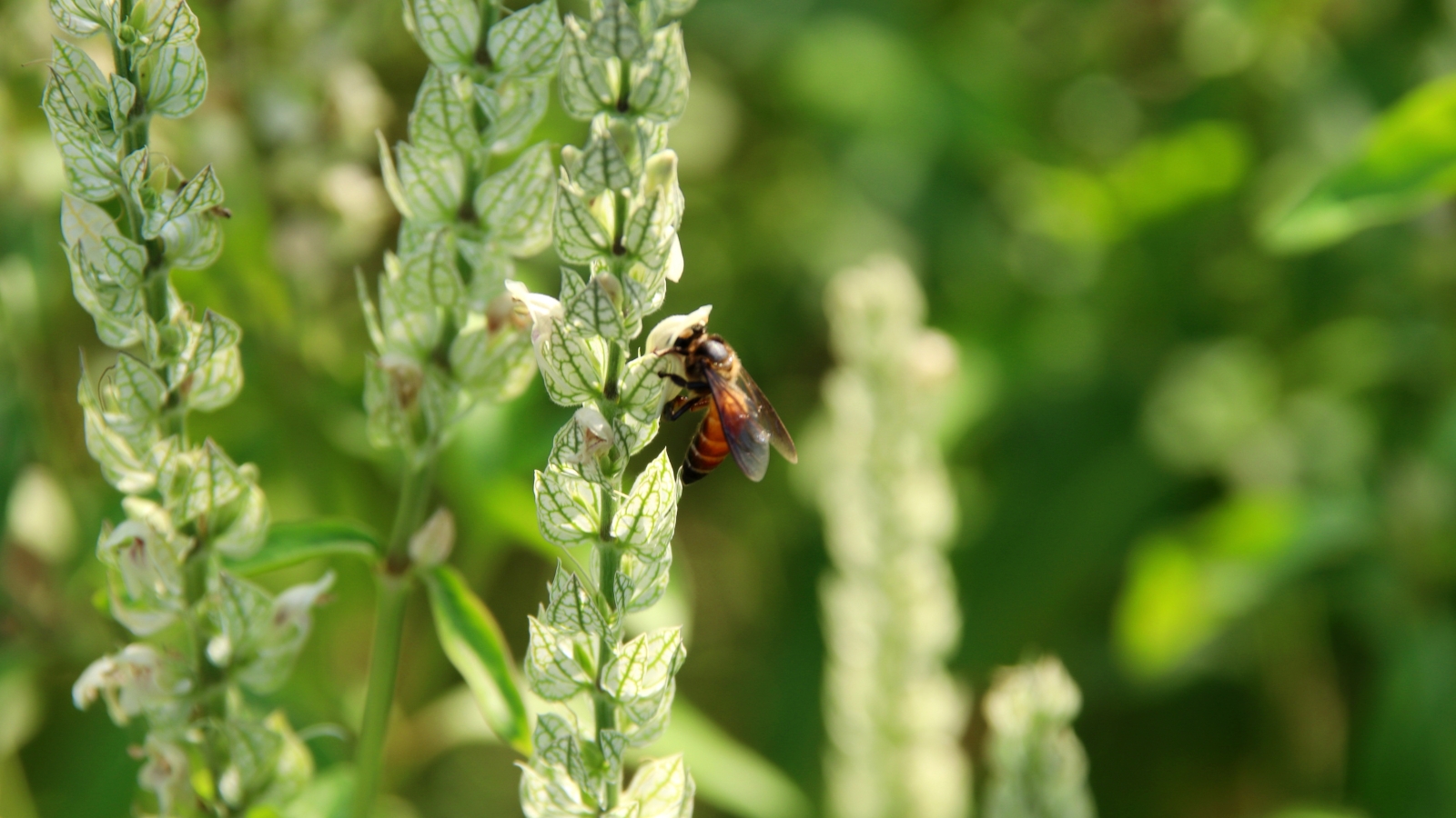 A cluster of tall green stalks with fuzzy, wheat-like heads stands in a field, with small dark insects clinging to the stems under the soft, golden light of the sun.