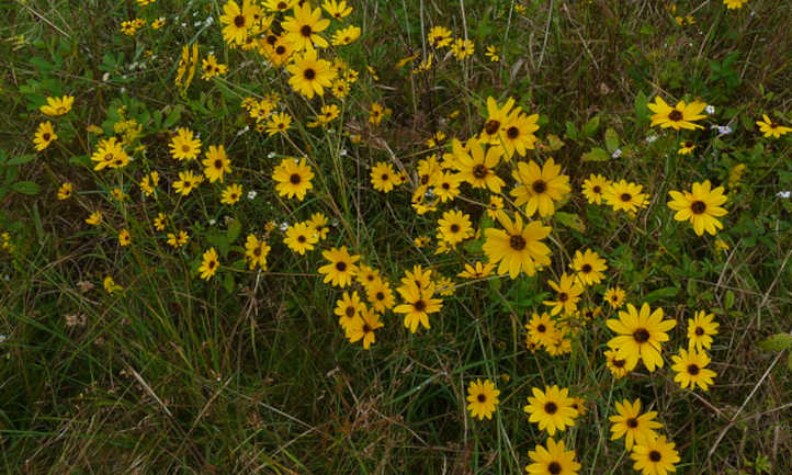 Helianthus angustifolius