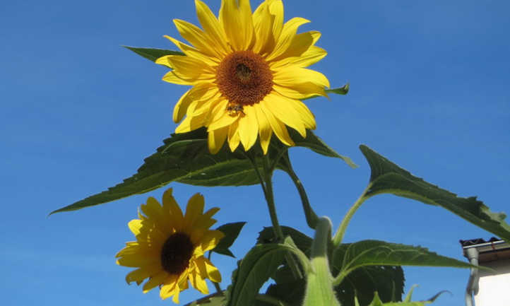 Helianthus annuus