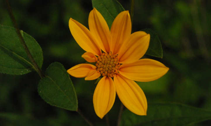 Helianthus occidentalis