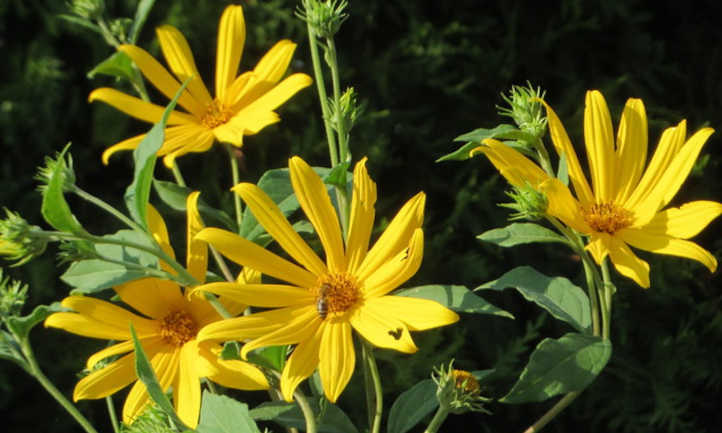 Helianthus tuberosus