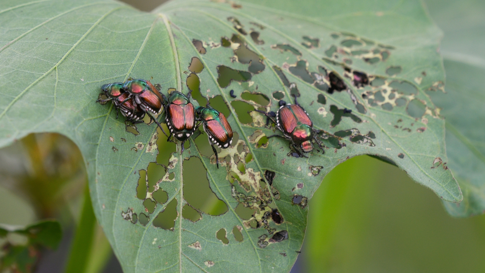 Several small, reddish-black insects crawl across a large green leaf covered in droplets of moisture, with torn edges and dark patches scattered around.