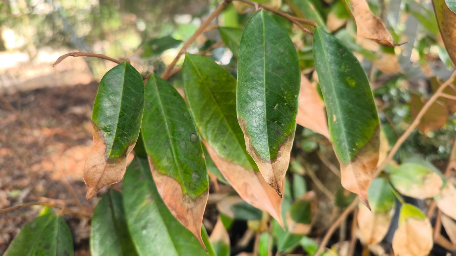 A shot of Leaf blight infected leaves of a plant