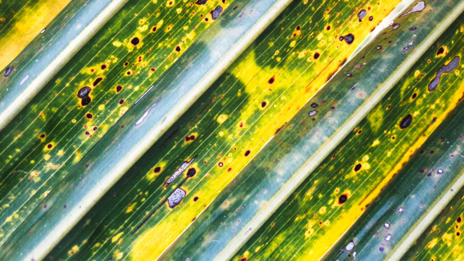 A close-up shot of leaves o a plan affected with Lethal yellowing